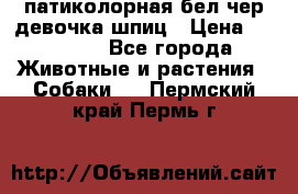 патиколорная бел/чер девочка шпиц › Цена ­ 15 000 - Все города Животные и растения » Собаки   . Пермский край,Пермь г.